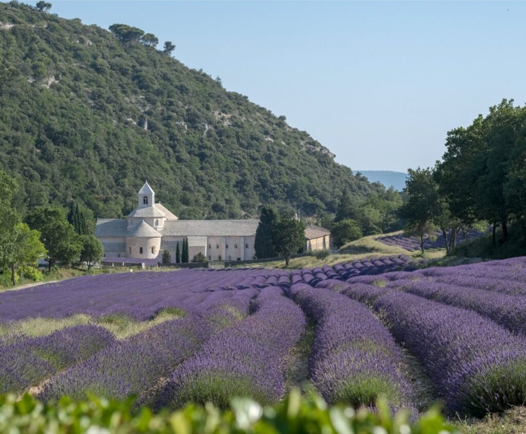 Met de trein naar Frankrijk Luberon lavendel shutterstock 2331127959