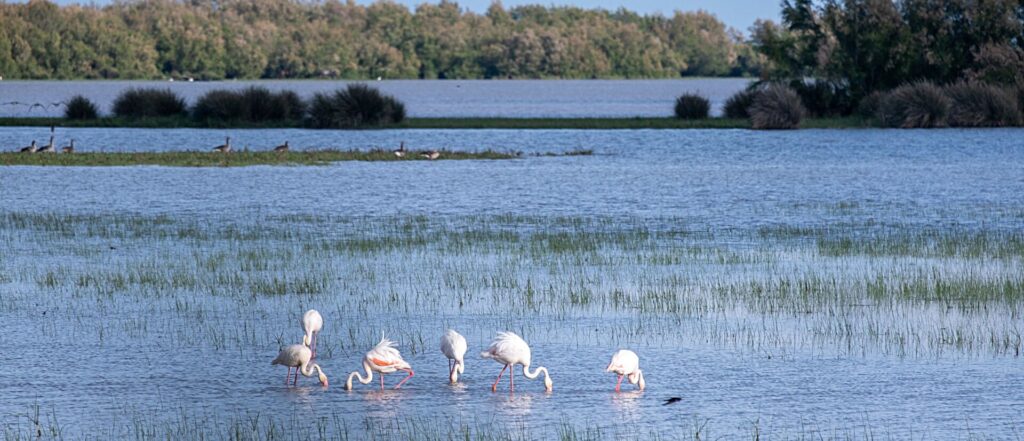 cote d'azur vakantie-Salins des Pesquiers pexels joostvanos 32465104