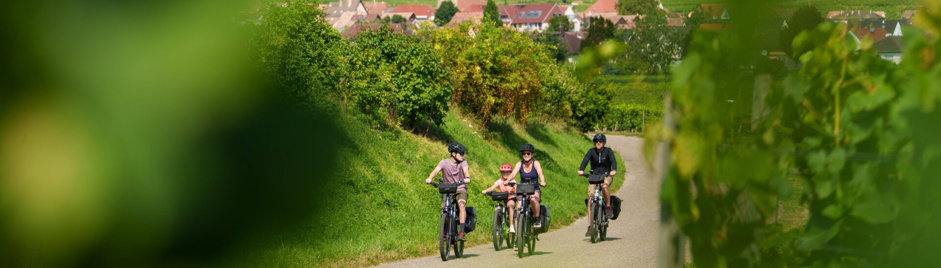 Familie op de fiets over een weggetje tussen de wijngaarden rond Colmar