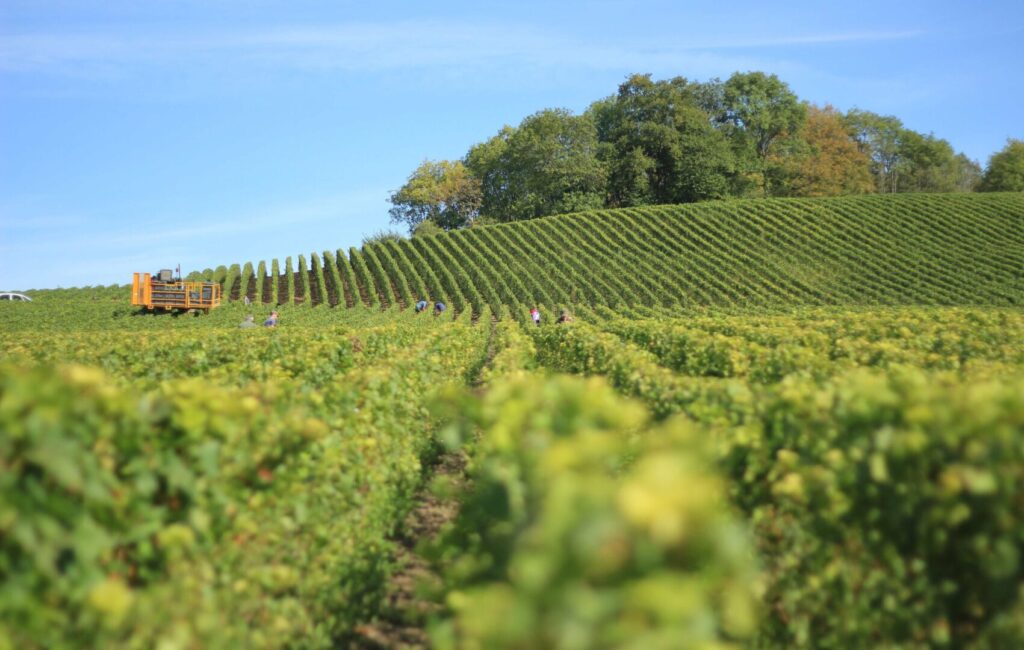 Wijngaarden op de heuvels bij Hautvillers in de Champagne, met uitzicht over het Marnedal