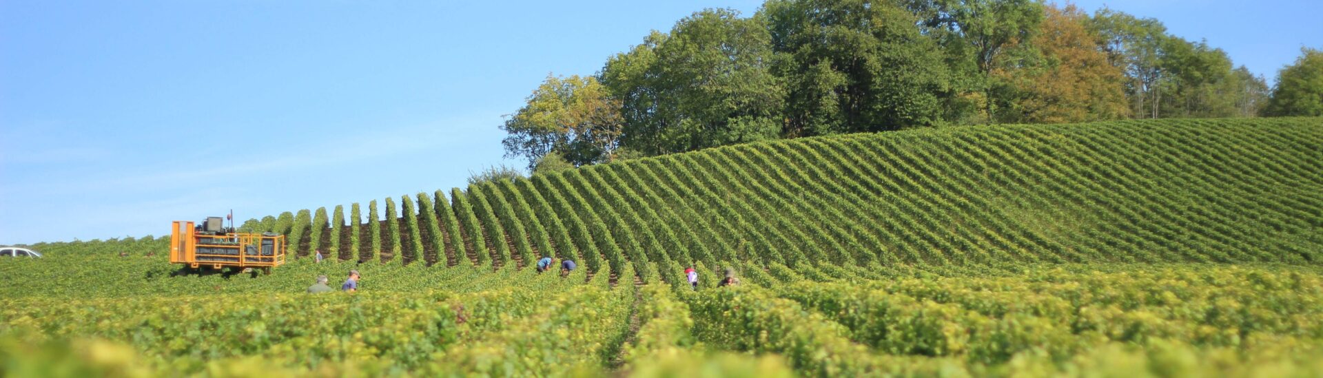 Wijngaarden op de heuvels bij Hautvillers in de Champagne, met uitzicht over het Marnedal