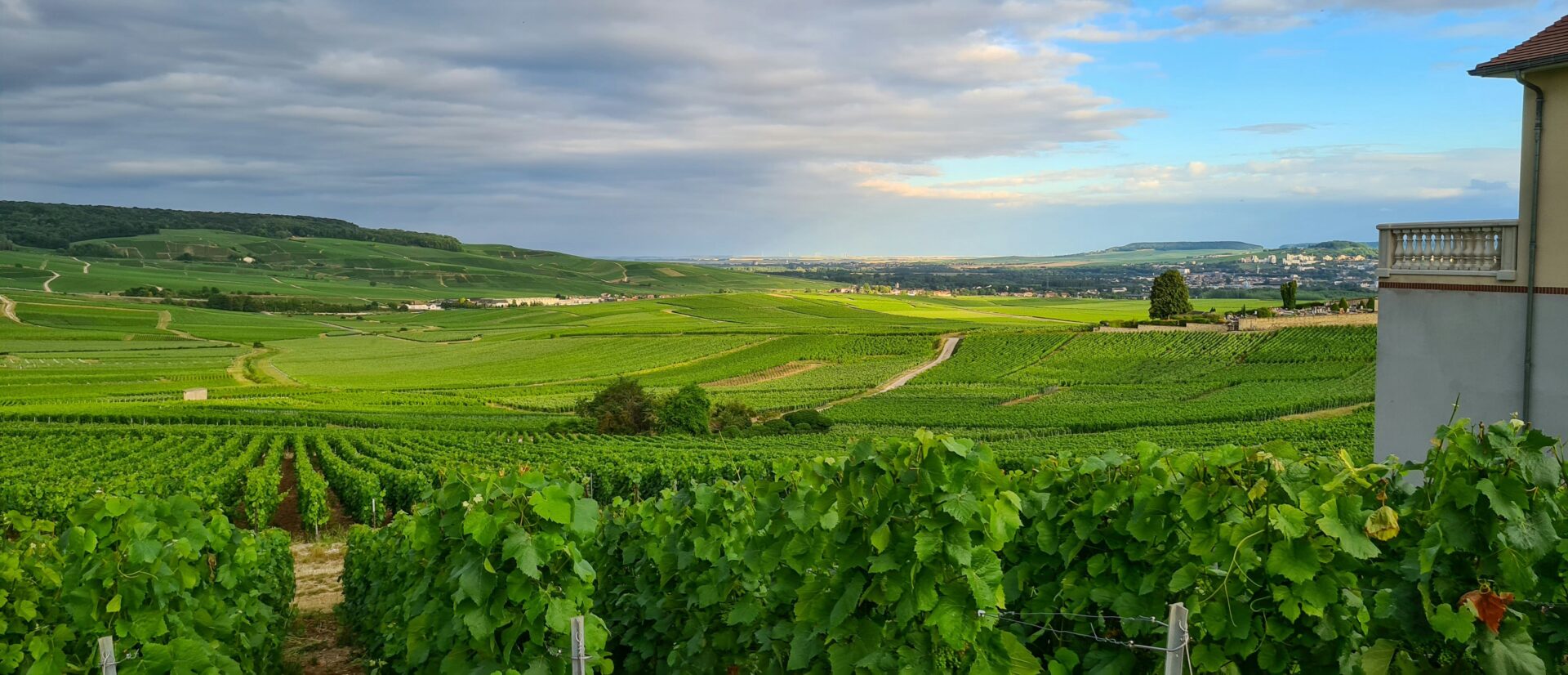 Champagnewijngaarden op de hellingen bij Hautvillers, een van de hoogtepunten van de rondreis Elzas en Champagne per trein